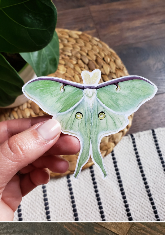 Stephanie Hathaway Designs, Green, Luna moth sticker