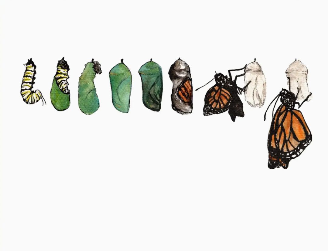 5" x 7", Stephanie Hathaway Designs, White, Monarch Metamorphosis Art Print